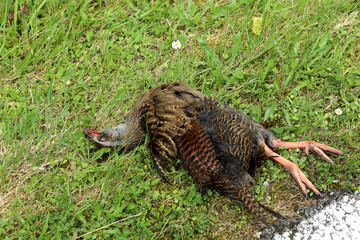 Toter Vogel im Gras