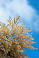 Close up of brown flower grass.