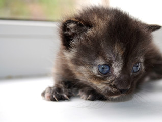 A newborn little fluffy chocolate kitten sits on a white window sill with its tail first. Pets: Cats