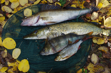 Pike, roach, perch, perch on the grass. Good catch.