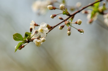 cherry after rain blooming spring