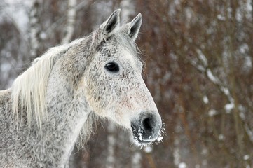 Grey horse.Winter portrait