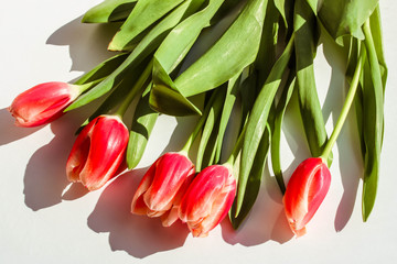 Red tulips on white background. Close up view. Fresh sprind flowers.