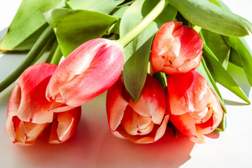 Buds of red tulips close up view. Colorful spring background with fresh flowers.