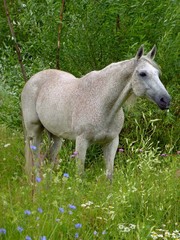 Obraz na płótnie Canvas Horse in summer meadow