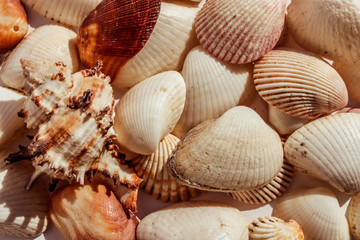 Background of marine mediterranean seashells.