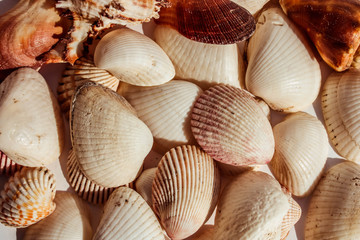 Background of marine mediterranean seashells. Close up view.