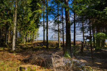 Fototapeta premium Wald