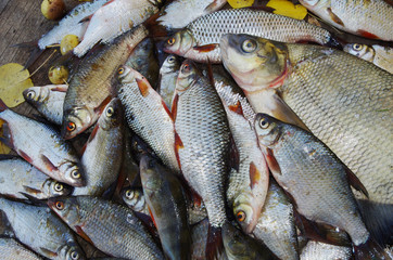 Bream and other fish on the shore. Good catch.