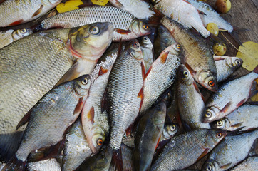 Bream and other fish on the shore. Good catch.