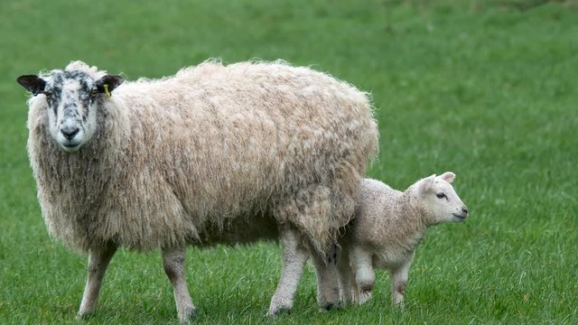 Lamb trying to get shelter behind its mother from the strong wind and heavy rain in the Eden Valley Cumbria UK.