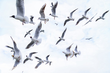 images of the seagull family flying