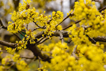 Flowering dogwood trees. yellow flowers