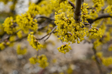 Flowering dogwood trees. yellow flowers