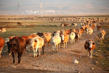 Cow herd and shepherd,Artvin/Savsat 