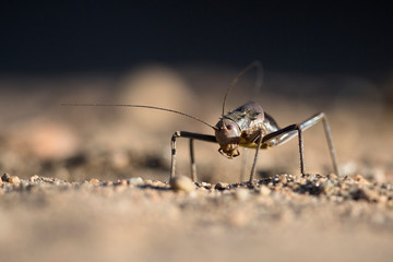 Ground cricket