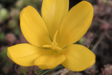 Yellow crocus flower in spring.