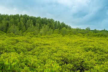 The mangrove forest Tung Prong Thong  means golden field in Thai