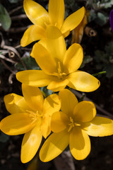 Yellow crocus flower in spring.