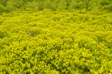 The mangrove forest Tung Prong Thong  means golden field in Thai