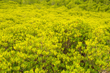 The mangrove forest Tung Prong Thong  means golden field in Thai