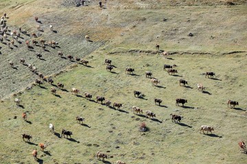 Cow herd and shepherd,Artvin/Savsat 