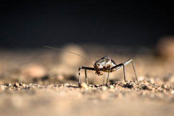 Ground cricket