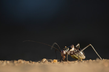 Ground cricket