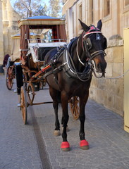 Naklejka na ściany i meble horse and carriage in Valetta city, capital of Malta, on street