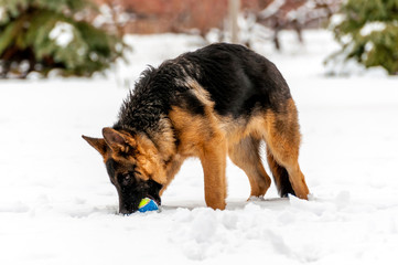 A german shepherd puppy dog playing with a ball at winter