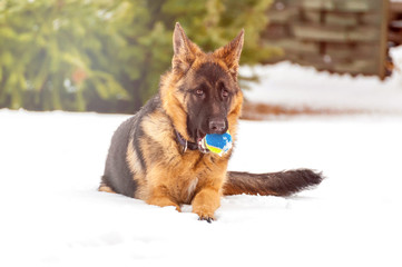 A german shepherd puppy dog playing with a ball at winter