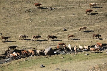 Cow herd and shepherd,Artvin/Savsat 