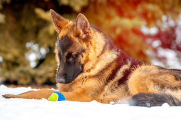 A german shepherd puppy dog playing with a ball at winter