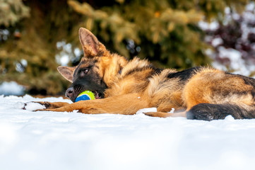 A german shepherd puppy dog playing with a ball at winter