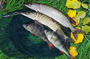 Pikes and perches caught spinning on the grass