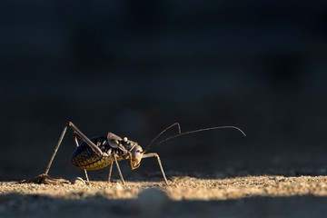 Ground cricket