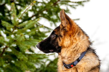 Portrait of a german shepherd puppy dog at winter