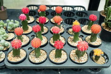 gymnocalycium graft cactus