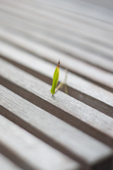 Lonely leaf on a park bench