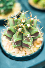gymnocalycium cactus in a pot