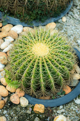 Echinocactus in a garden
