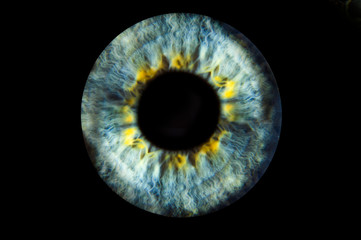 Human blue eye iris. Pupil in macro on black background
