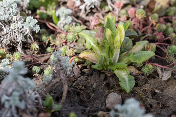 Flower bud of spring primrose.