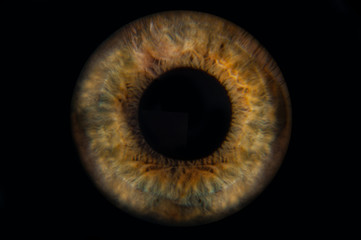 Human blue eye iris. Pupil in macro on black background