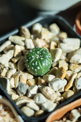 Astrophytum cactus in pot