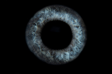 Human blue eye iris. Pupil in macro on black background