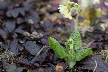 Spring primrose flowers.