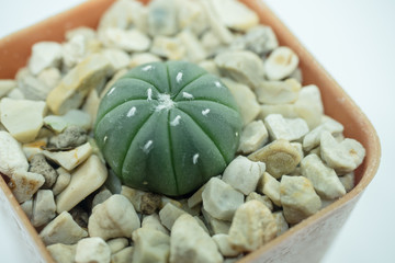 Fototapeta na wymiar Astrophytum cactus in pot on white backgound
