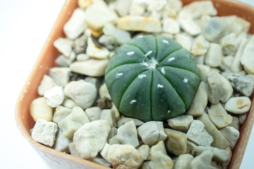Astrophytum cactus in pot on white backgound