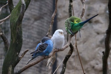 Budgies on a branch